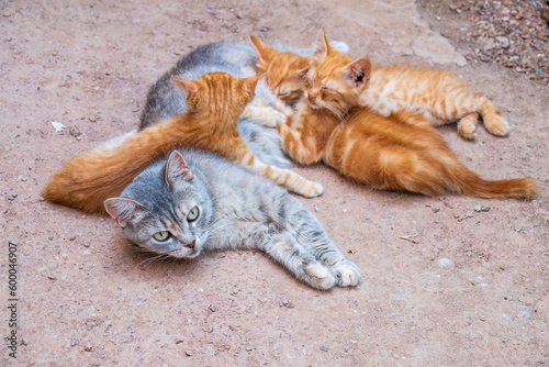 Mother cat resting on a concrete floor and nursing her three ginger kittens. Three ginger kittens drink milk from their gray mother cat lying on the ground, otdoors.