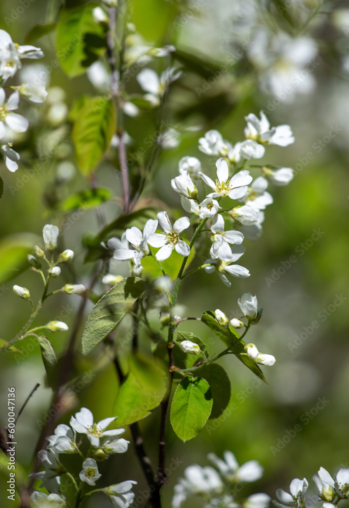 white flowers of fruit trees in spring
