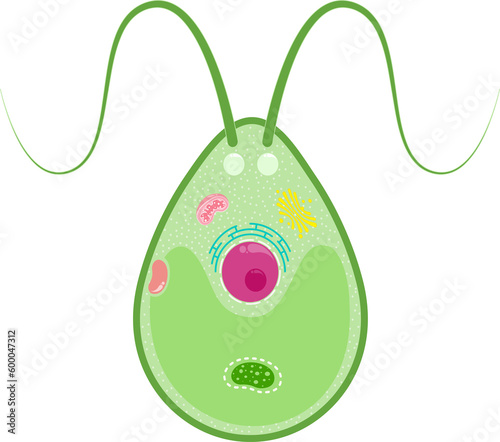 Chlamydomonas science illustration graphic with transparent background photo