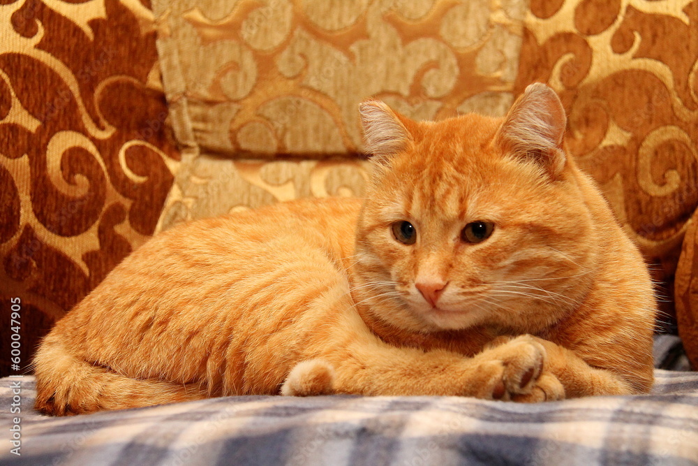 Red cat lies on a plaid blanket on the couch