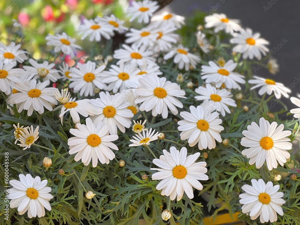 Fototapeta premium Daisy flowers in a garden.