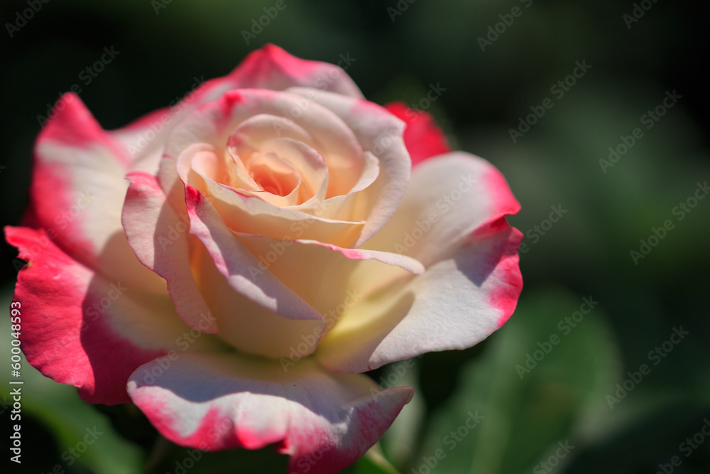 薔薇 薔薇