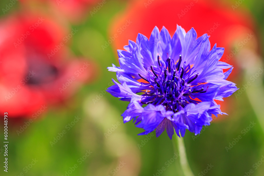 Obraz premium ヤグルマギク