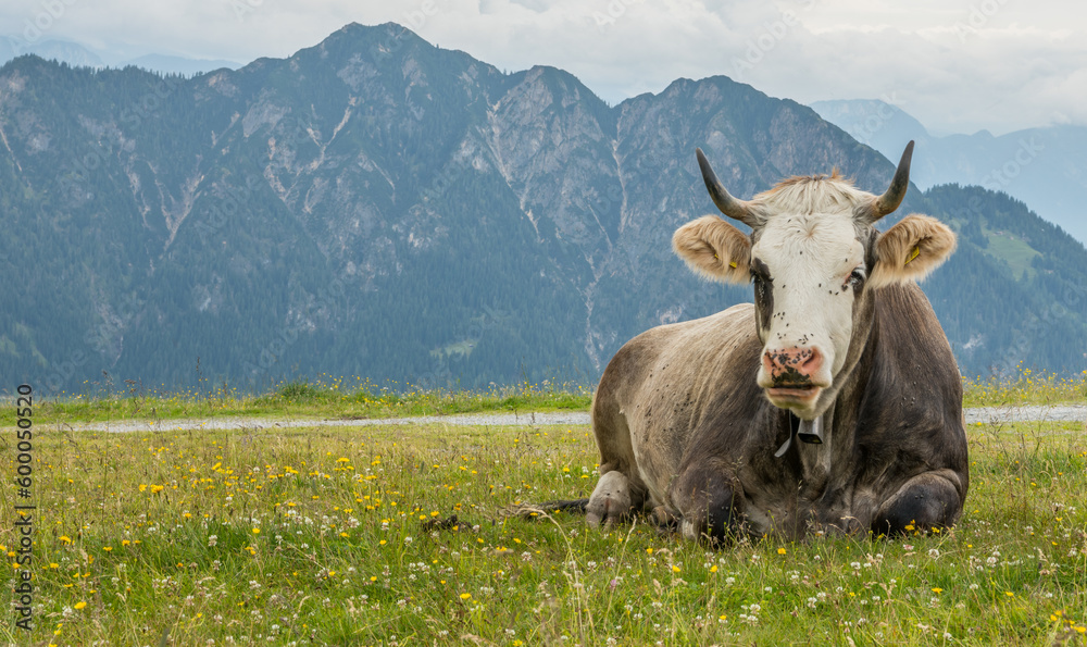 Close-up of an Austrian Cow with horns lying down in the grass with mountains in de background. Summer, day, Alps. Close-up of an Austrian Cow with horns lying down in the grass with mountains in de background. Summer, day, Alps.