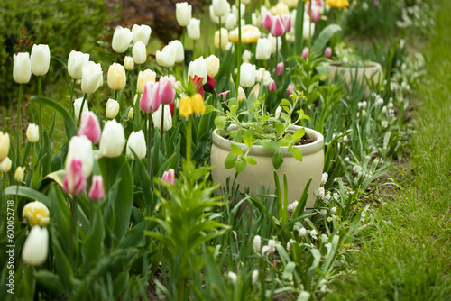tulipanowa rabata z donicami pełna kwiatów