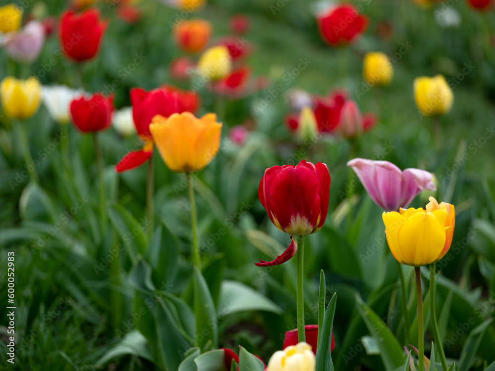 Field of Tulips in Spring