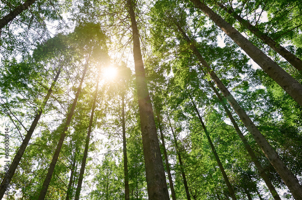 Obraz premium Straight trees in the forest, dazzling sunlight