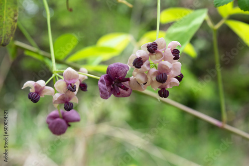 male and female flowes of Akebia quinata 6