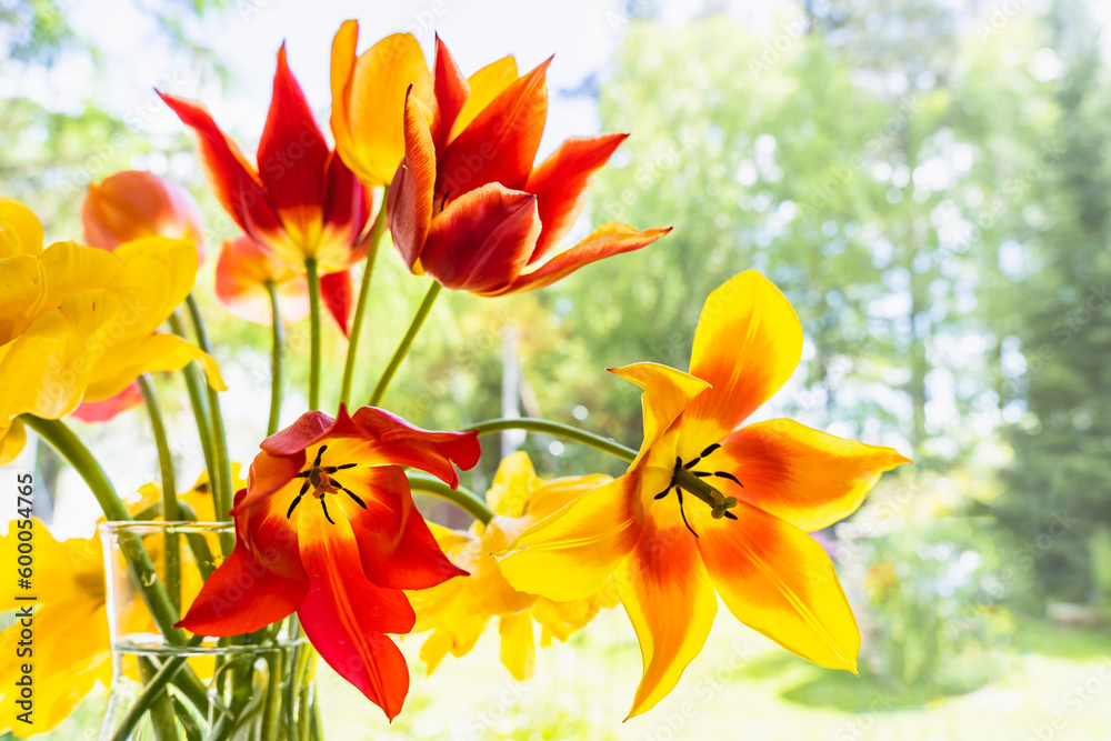 A bouquet of yellow and red tulips on the window sill against a blurred background of the forest as a symbol of spring and good mood