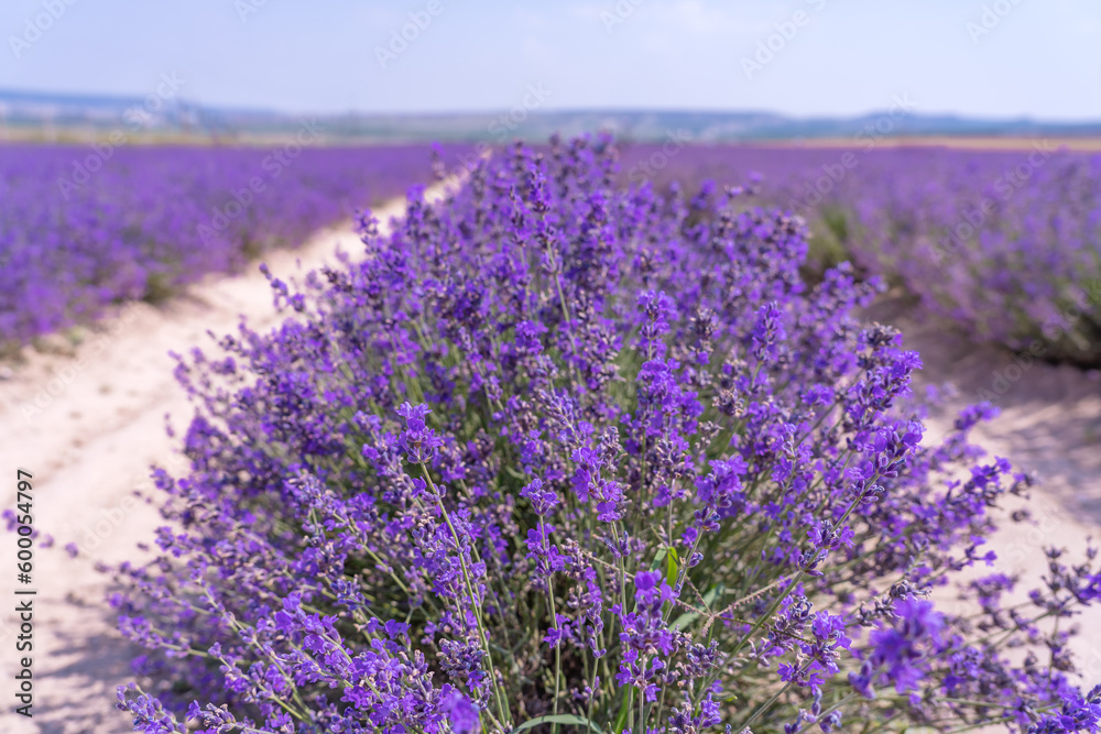 View of a row of fragrant purple lavender in a field