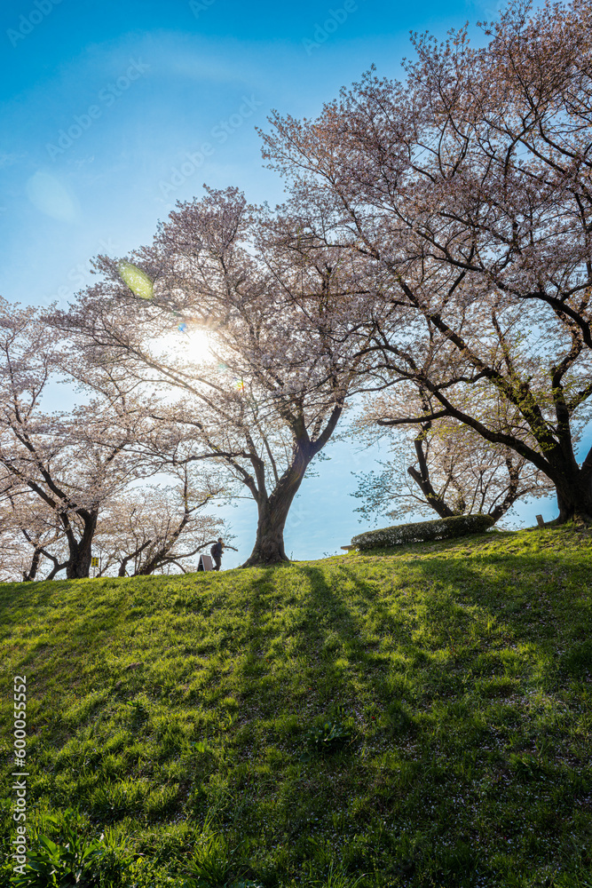 京都-【淀川河川公園背割堤地区の桜】