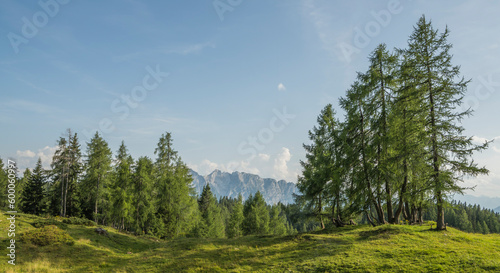 Beautiful summer alpine landscape with grass and pine trees in the foreground and forest and mountains in the background. summer, alps, austria, copy space, negative space.