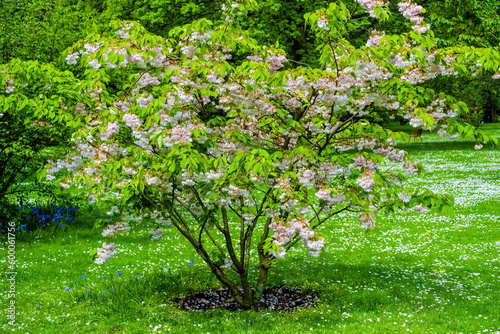 Fototapeta Naklejka Na Ścianę i Meble -  Blossoming Tree in Spring. Spring time in nature