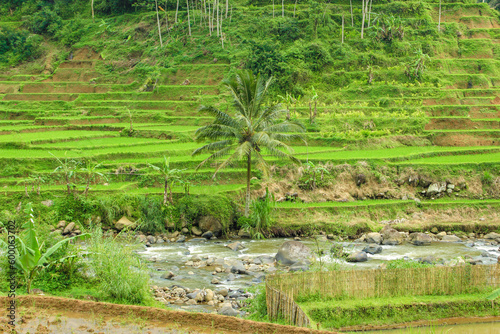 The landscape of green rice paddies, trees, and grass. Rural scene with growth, land, and water- the perfect environment for agriculture.