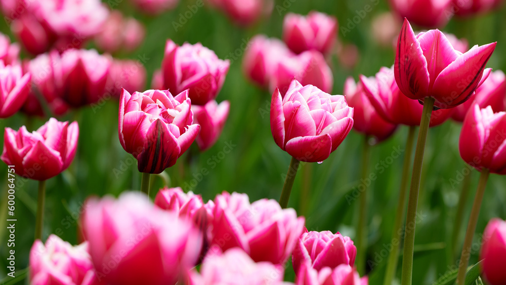 Beautiful bright colorful Spring tulips. Field of tulips. Tulip flowers blooming in the garden. Panning over many tulips in a field in spring. Colorful field of flowers in nature.