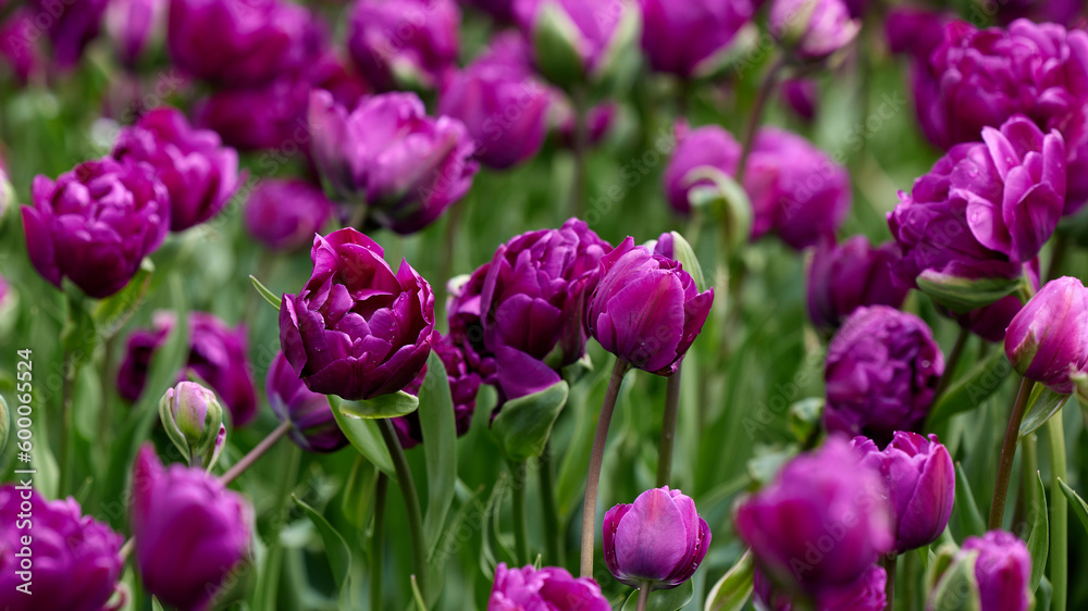 Beautiful bright colorful purple Spring tulips. Field of tulips. Tulip flowers blooming in the garden. Panning over many tulips in a field in spring. Colorful field of flowers in nature. Beautiful bright colorful purple Spring tulips. Field of tulips. Tulip flowers blooming in the garden. Panning over many tulips in a field in spring. Colorful field of flowers in nature.