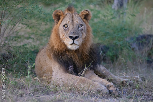 Close up of big male adult Lion seen resting in natural African habitat