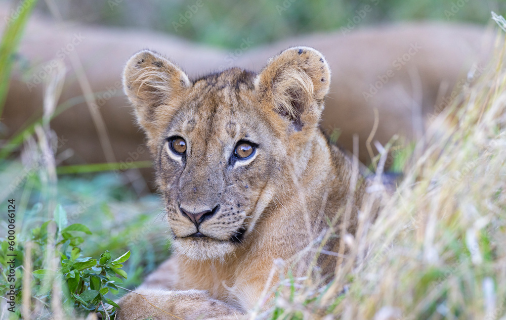 Single Lion cub resting in long grass in natural African bush land habitat Single Lion cub resting in long grass in natural African bush land habitat
