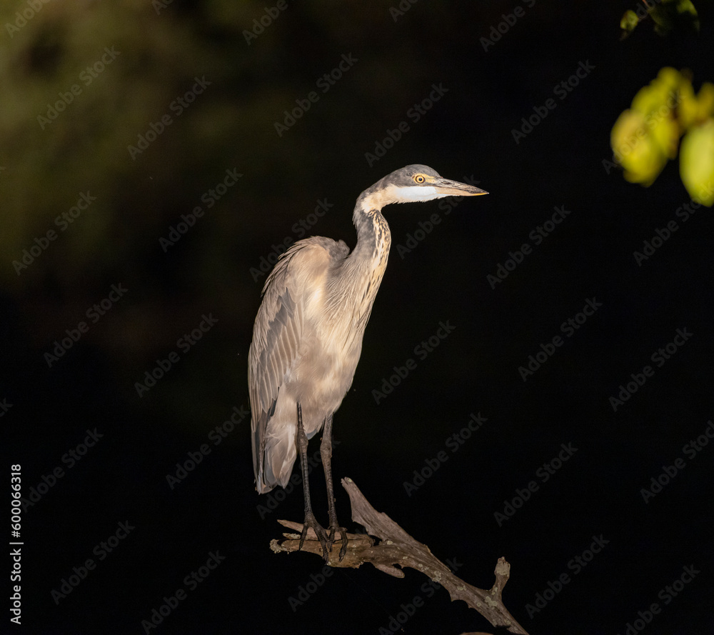 Large Grey Heron perched in tree in natural protected habitat along the Luangwa River, Zambia Large Grey Heron perched in tree in natural protected habitat along the Luangwa River, Zambia