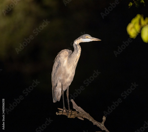Large Grey Heron perched in tree in natural protected habitat along the Luangwa River, Zambia