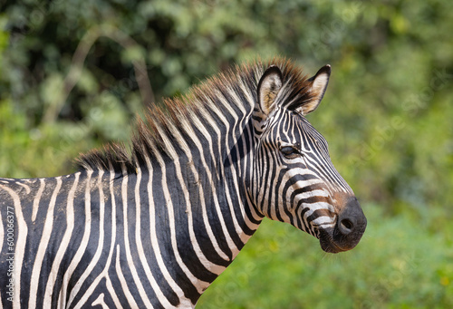 Close up of wild zebra in natural African habitat 