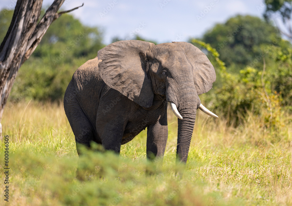 Single Elephant grazing in its natural African bush land habitat