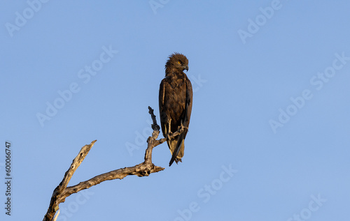 Brown Snake Eagle bird of prey perched in tree in natural African habitat