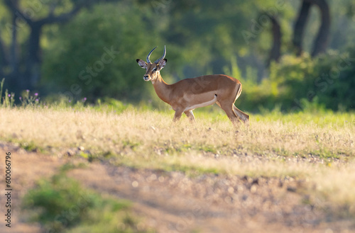 Long shot of Impala foraging for food in natural African bushland habitat