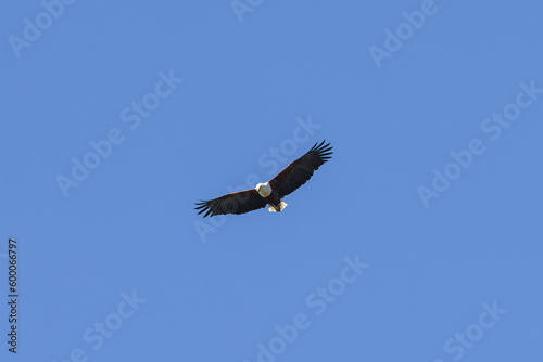 African fish eagle flying over prey in natural African habitat