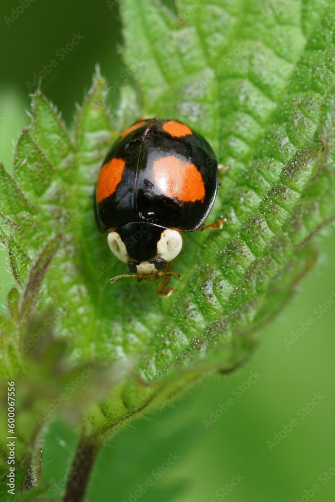 Obraz premium Vertical closeup on the colorful harlequin, multicoloured or Asian lady beetle, Harmonia axiridis