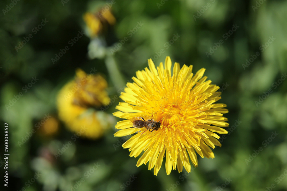 Blurred floral background, dandelions on a sunny day, a bee on a flower Blurred floral background, dandelions on a sunny day, a bee on a flower
