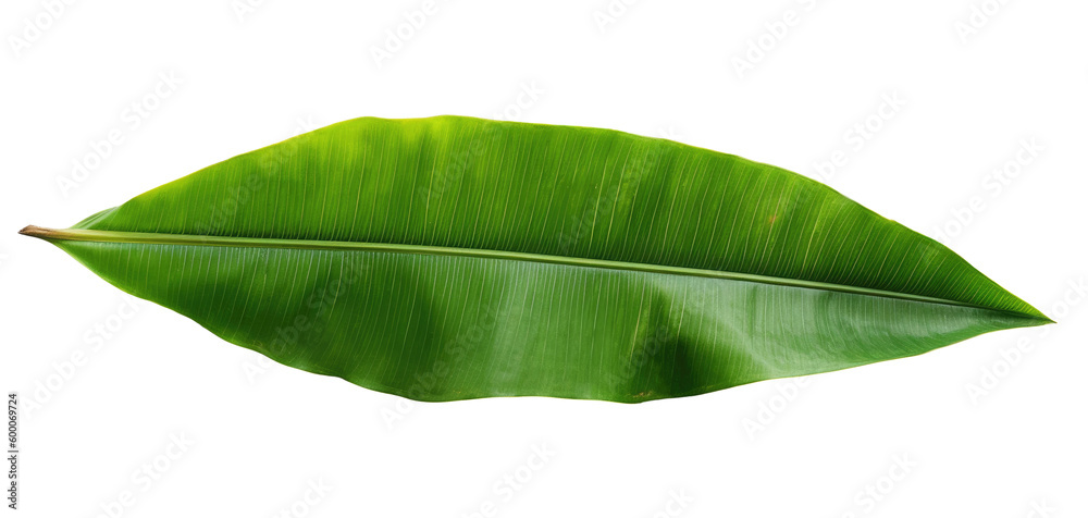 Fototapeta premium Close-up of a green tropical banana palm leaf, Generative AI