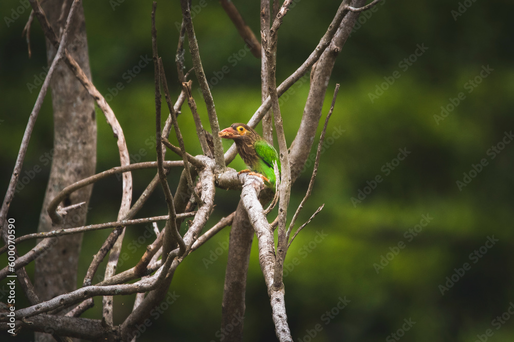 bird on a branch bird on a branch