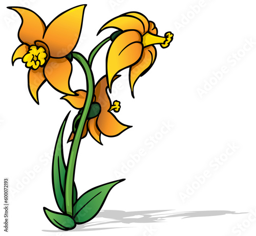Three Flowers of Orange Daffodils