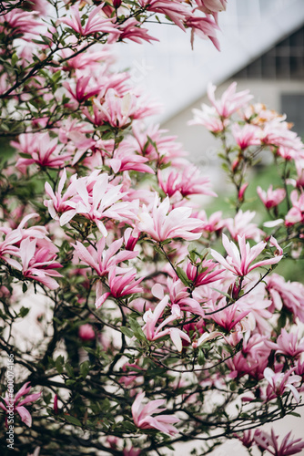 Magnolia hybrida George Henry Kern, beautiful pink magnolia blooms in the garden. selective focus. desktop wallpaper 