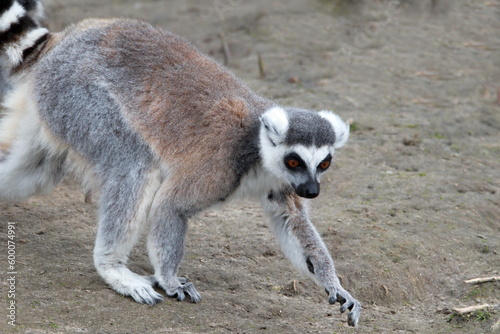 Katta