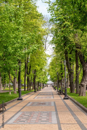 Fototapeta Naklejka Na Ścianę i Meble -  Alley in the park of Kyiv, the month of May.