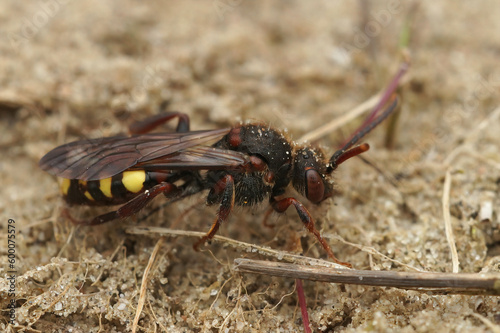 Detailed closeup on a red-eyed female Early nomad cuckoo bee, Nomada leucopthalma on the ground photo