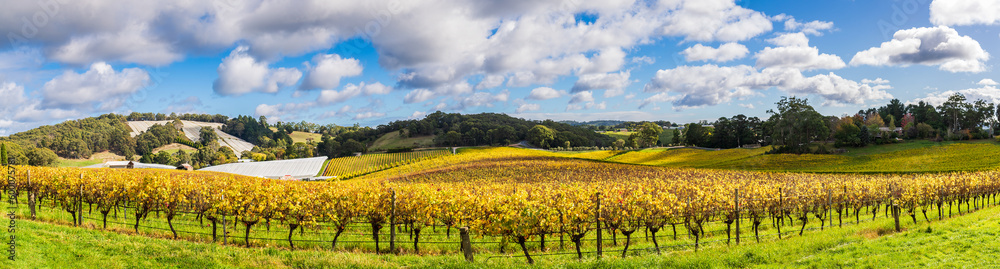 Beautiful autumn vineyards in Adelaide Hills on a day, South Australia.
