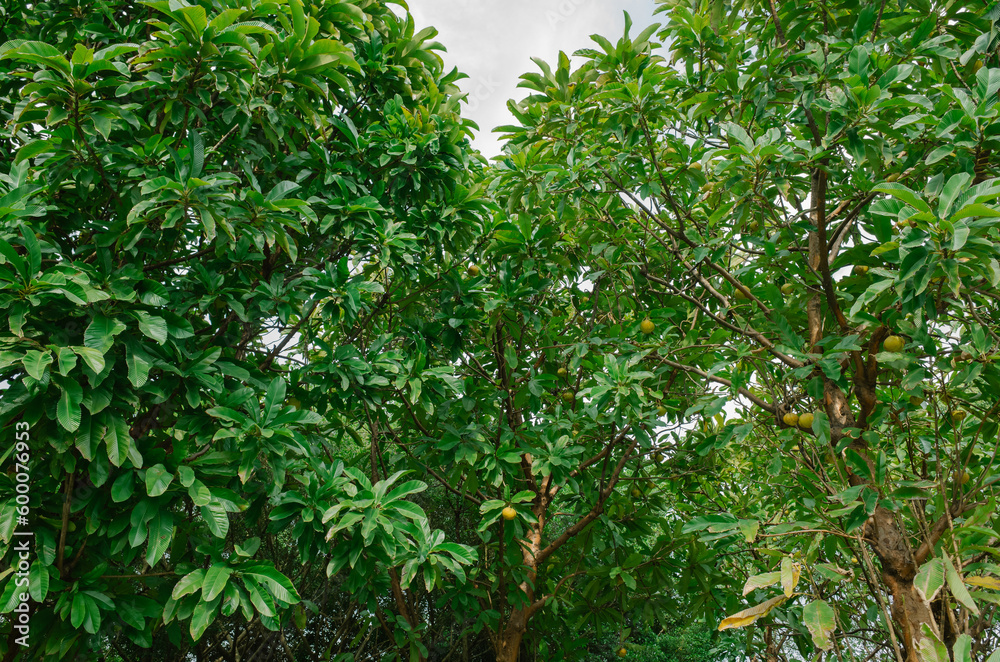 green trees in the garden green trees in the garden