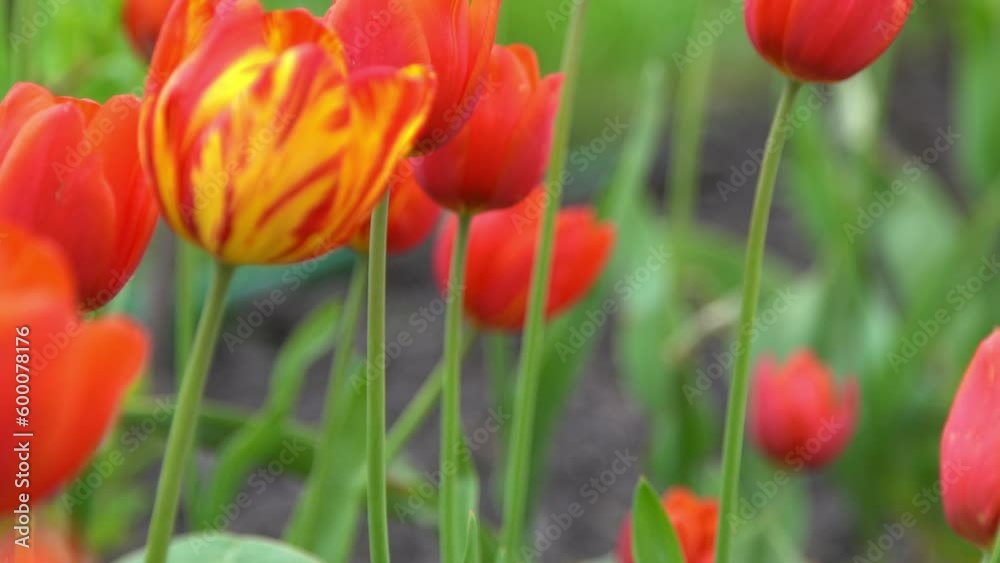 Red tulips bloom in spring. Blur bokeh. Tulip flower nature. Floral background. Botanical garden. Flowering buds. Blooming mood. Beautiful aesthetic petal plant. The swaying of the wind. Sunny day. Red tulips bloom in spring. Blur bokeh. Tulip flower nature. Floral background. Botanical garden. Flowering buds. Blooming mood. Beautiful aesthetic petal plant. The swaying of the wind. Sunny day.