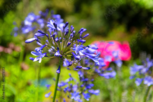 Blue agapantus flower in garden photo