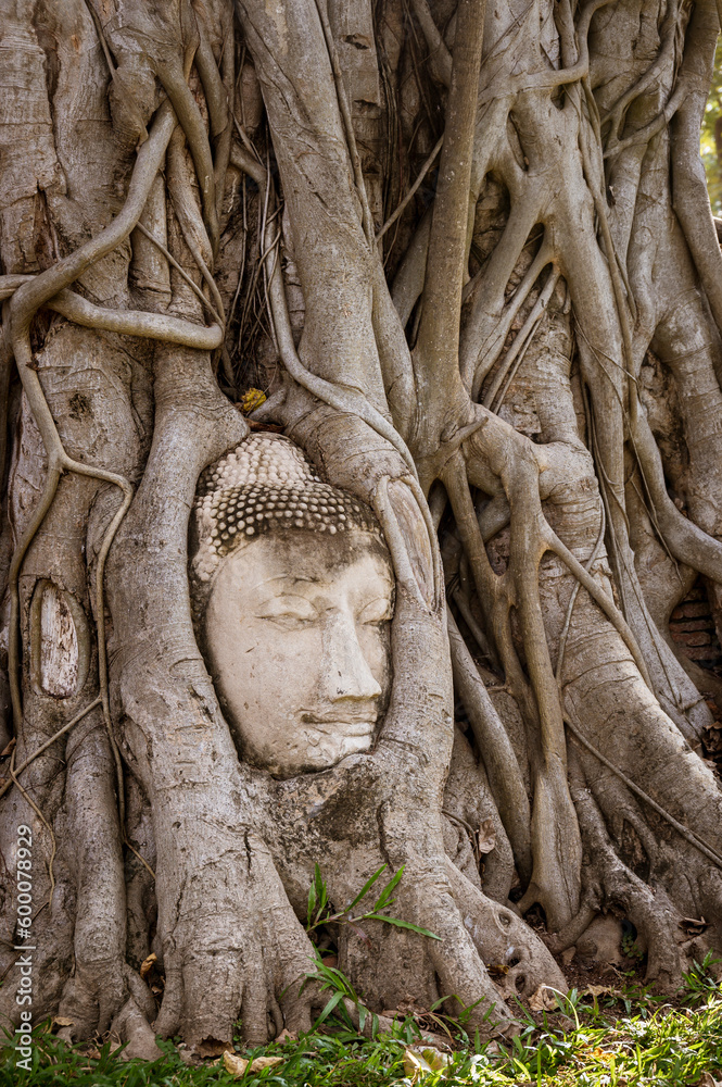 Buddha head in strangler fig roots at Wat Mahathat, Ayutthaya Buddha head in strangler fig roots at Wat Mahathat, Ayutthaya
