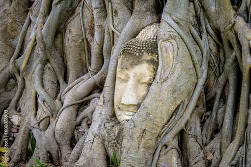 Buddha head in strangler fig roots at Wat Mahathat, Ayutthaya photo