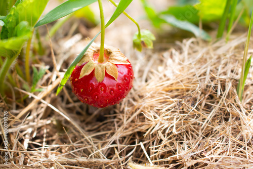 Strawberry plant growing in a vegetable garden