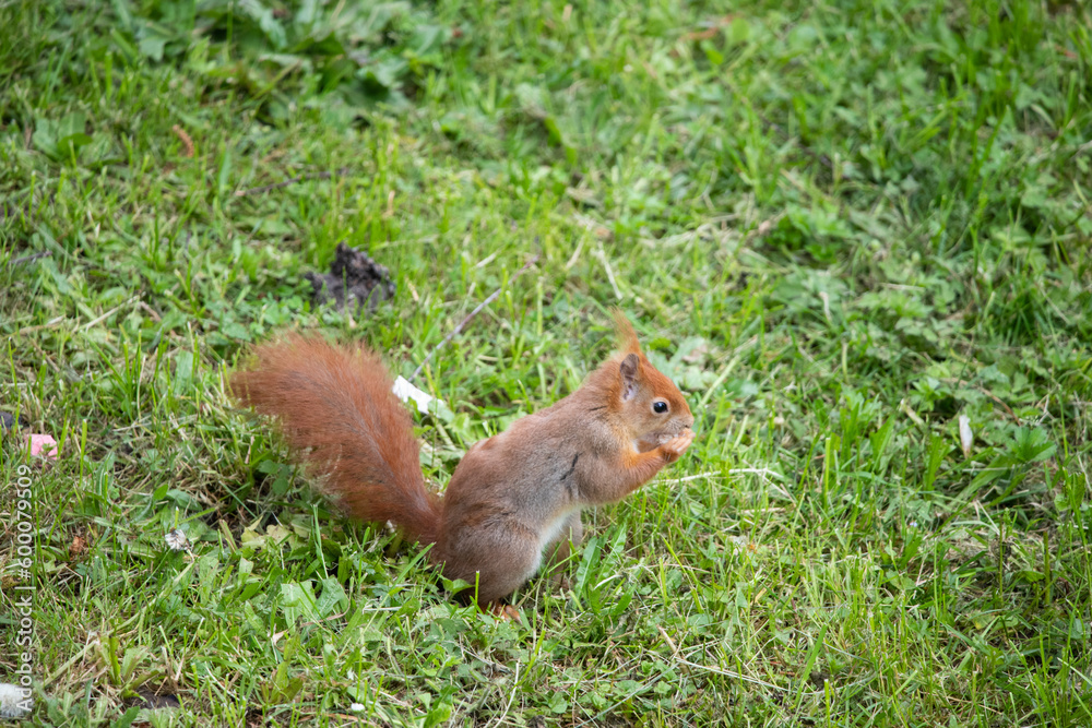 A red squirrel eating a nut on a branch A red squirrel eating a nut on a branch