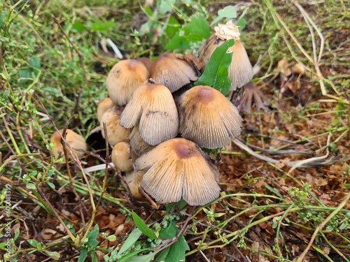 bunches of forest mushrooms toadstools