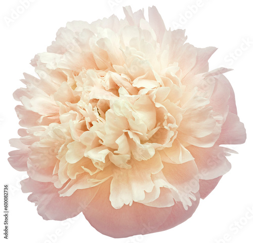 Fototapeta Naklejka Na Ścianę i Meble -  Pink-yellow  peony flower on isolated background with clipping path. Closeup. For design.  Transparent background.   Nature.