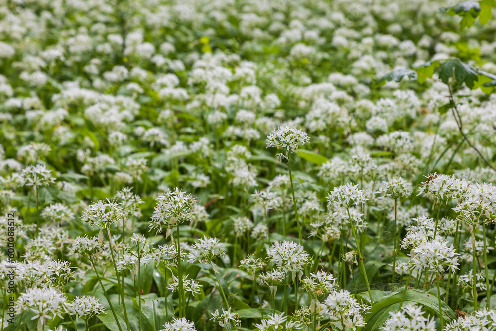 Medicinal plant Bear's garlic - Allium ursinum. Garlic has green leaves and white flowers. Medicinal plant Bear's garlic - Allium ursinum. Garlic has green leaves and white flowers.