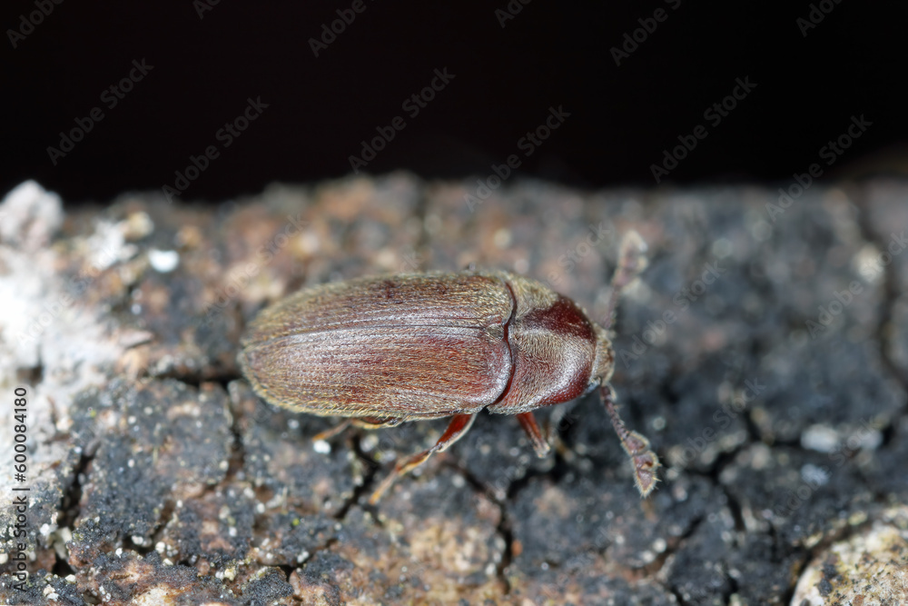 False click beetle indoors (Trixagus sp), Throscidae. A tiny beetle that develops in decaying wood overgrown with mycelium frass.